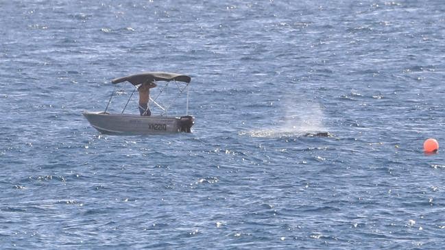 Bebé ballena atrapado liberado de las redes de tiburones por el hombre en estaño