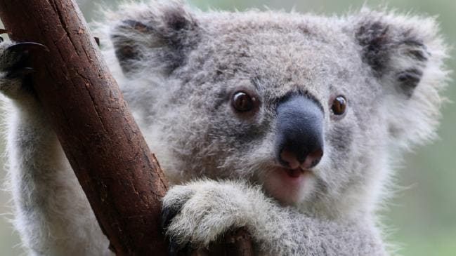 Universidad de Sydney descubre que los koalas beben agua lamiendo árboles
