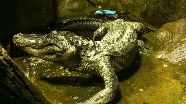 El cocodrilo mascota de Hitler muere en el zoológico de Moscú