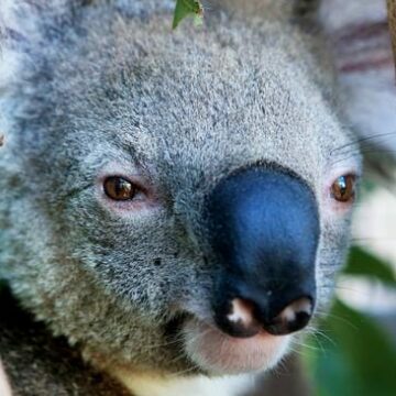 Acné cura 97% efectivo en el tratamiento de clamidia en koalas