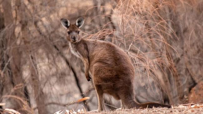Tres mil millones de animales afectados por la crisis de incendios forestales de Australia, según un informe de WWF