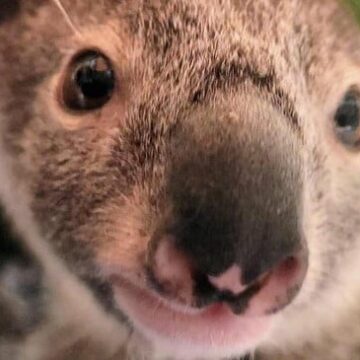 Se culpa al dueño de "Irresponsable" después de que un perro mata a un koala en un brutal ataque