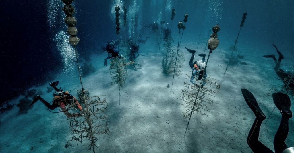 Esta granja de coral de los fondos marinos está tratando de salvar nuestros arrecifes de la extinción