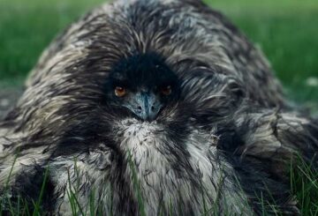 Historia "desgarradora" detrás de la foto de emu
