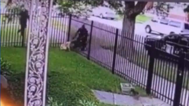 Policía de Detroit dispara a perro cercado después de que el animal atacara a su perro