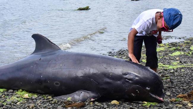 Delfines muertos tras el hundimiento de MV Wakashio