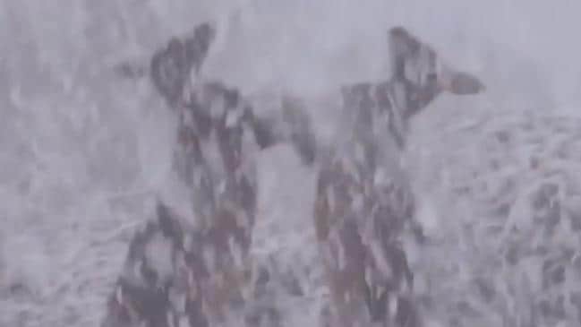 Los canguros pelean en la nieve en Mount Jerrong