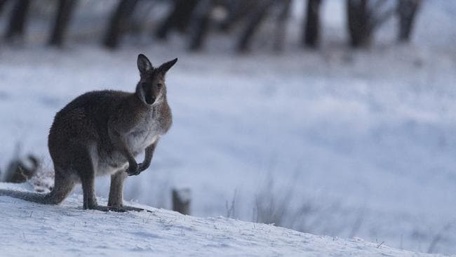 Sydney, Melbourne clima: masa de aire antártico conduce a la nieve