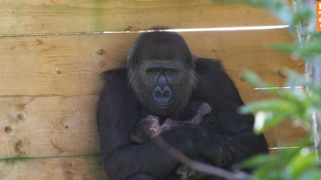 Gorila occidental de las tierras bajas en peligro crítico da a luz en el zoológico de Bristol