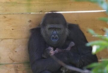 Gorila occidental de las tierras bajas en peligro crítico da a luz en el zoológico de Bristol