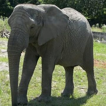 El zoológico de Varsovia probará cannabis en elefantes estresados