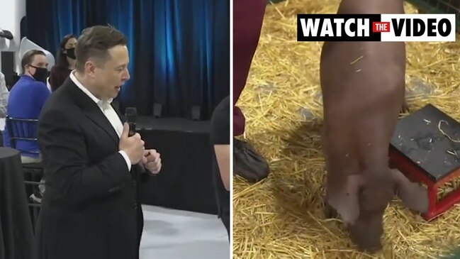 Elon Musk: Neuralink puts computer implants in pigs