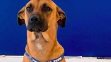 Perro callejero adoptado como mascota de una empresa automovilística brasileña