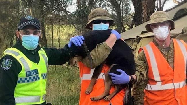 La policía y las ADF adoptan un perro para patrullar la frontera de Victoria