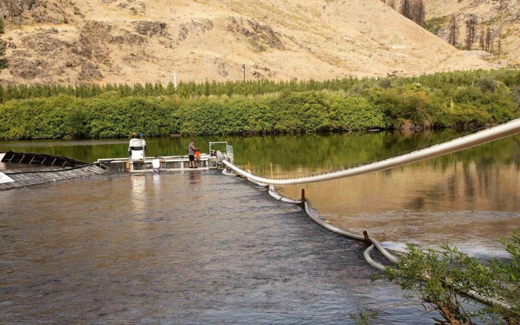 Ce canon à saumon aspire les poissons pour les transporter en aval dans la rivière. © Whooshh Innovations