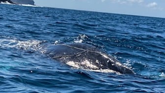 Misión de rescate desesperada para ballena atrapada un éxito