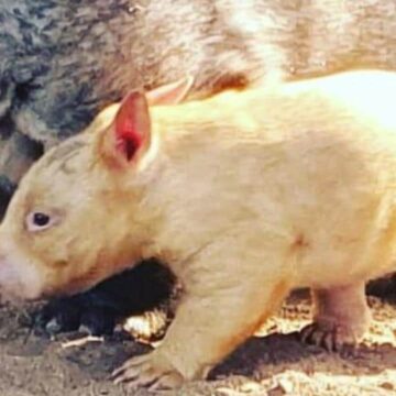 Wombat nacido dorado raro en Ballarat Wildlife Park