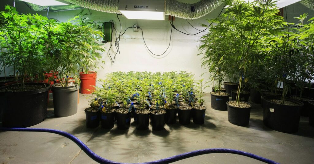 La marihuana cultivada en interiores está arrojando carbono a la atmósfera