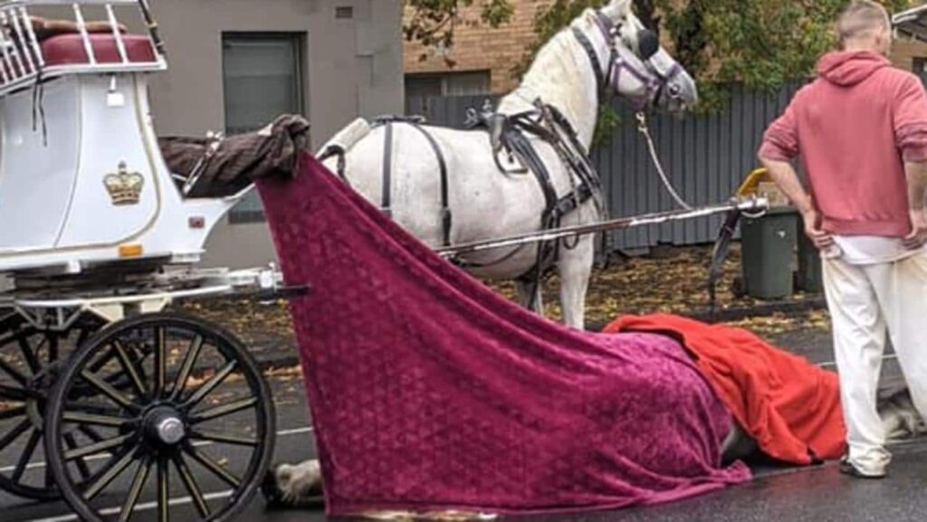 Fotos muestran caballo de carro muerto en Arden Street en el norte de Melbourne