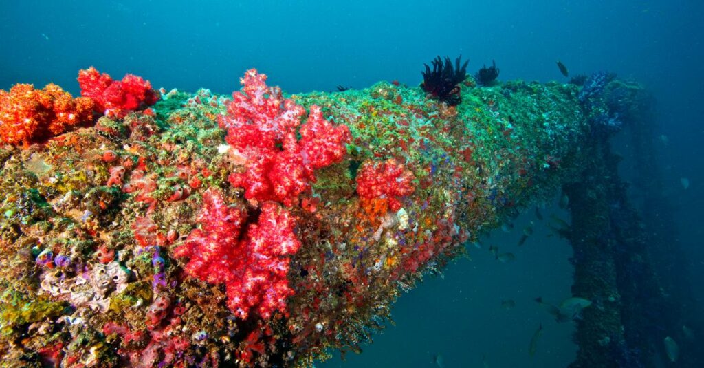 Cómo las plataformas petrolíferas pueden salvar los arrecifes de coral