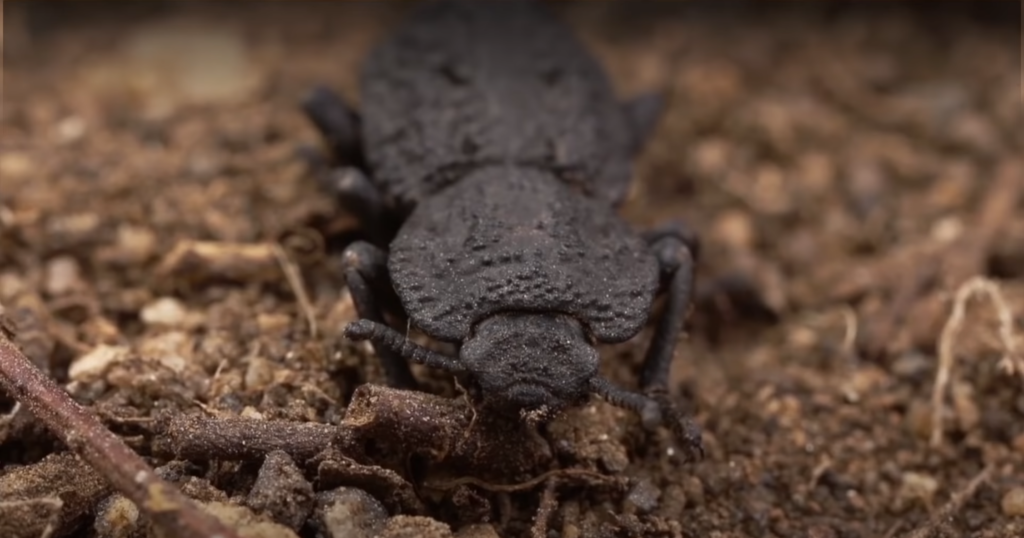 Los investigadores descifran la invencibilidad de un escarabajo