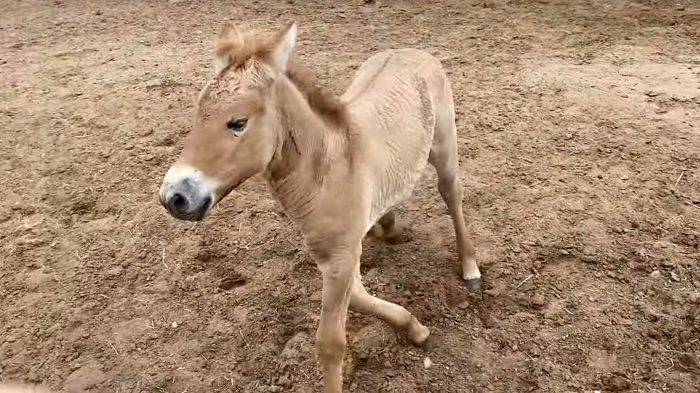 Por primera vez se ha clonado un caballo en peligro de extinción