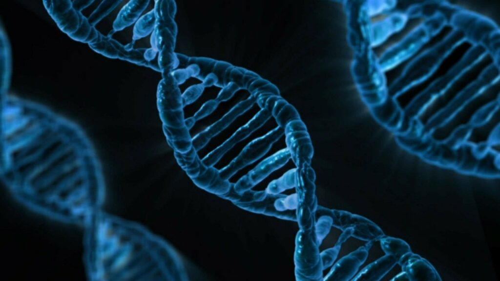 Embriones humanos genéticamente modificados: ¿qué regulación?