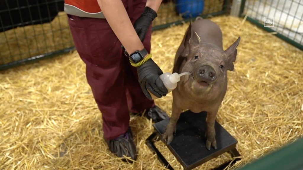 Nueva caja invisible de Neuralink probada en cerdos |  Diario del friki