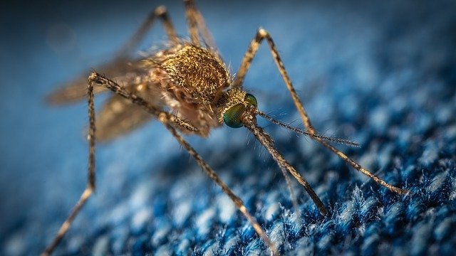 Se liberarán mosquitos transgénicos en Florida |  Diario del friki