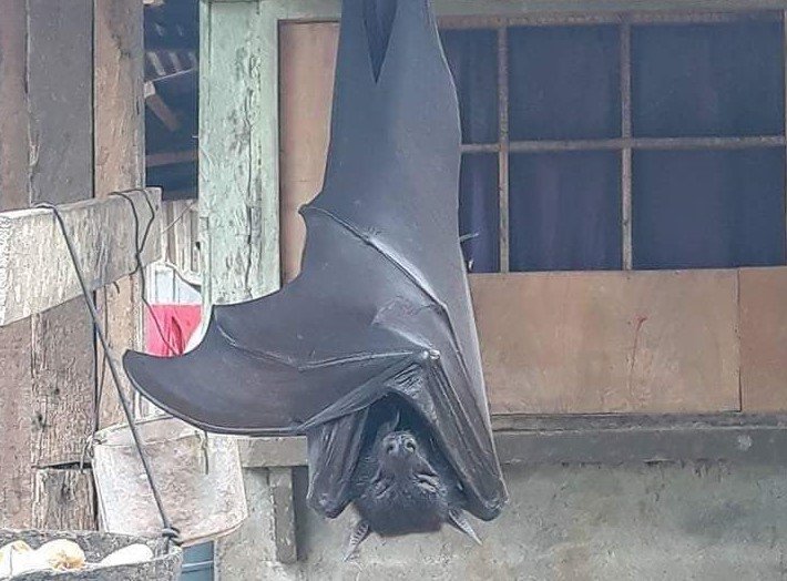 ¿Es este murciélago realmente del tamaño de un humano?