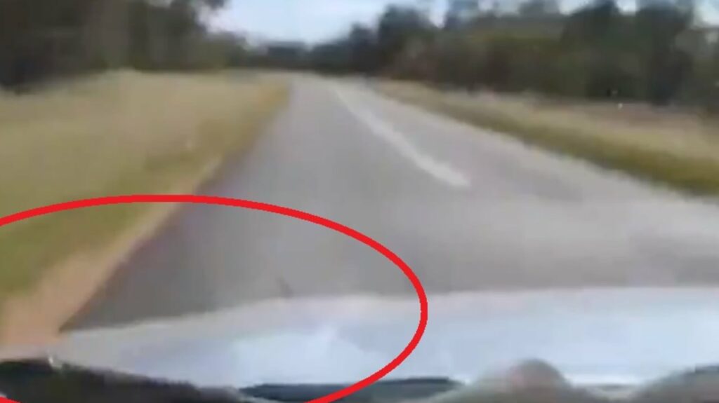 Momento de terror serpiente se desliza sobre el parabrisas de una familia que viaja por carretera