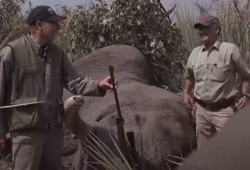 El director de la ANR, Wayne Lapierre, dispara a un elefante en peligro de extinción en Botswana