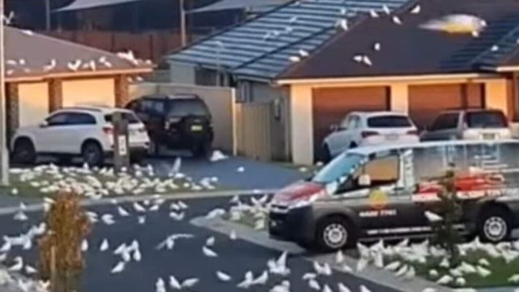 Cientos de corellas filmados descendiendo por la calle en Nowra, Nueva Gales del Sur