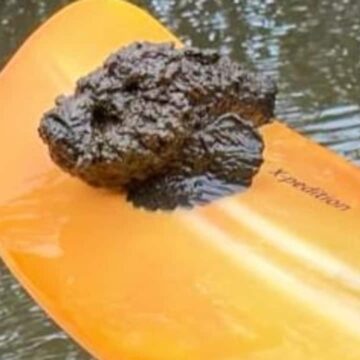 Kayakistas de Queensland encuentran un pez piedra mortal en un río cerca de Townsville