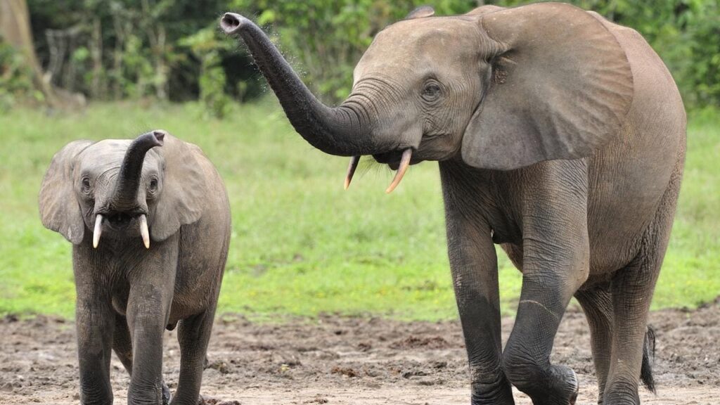 Zimbabue venderá derechos para cazar elefantes en peligro de extinción