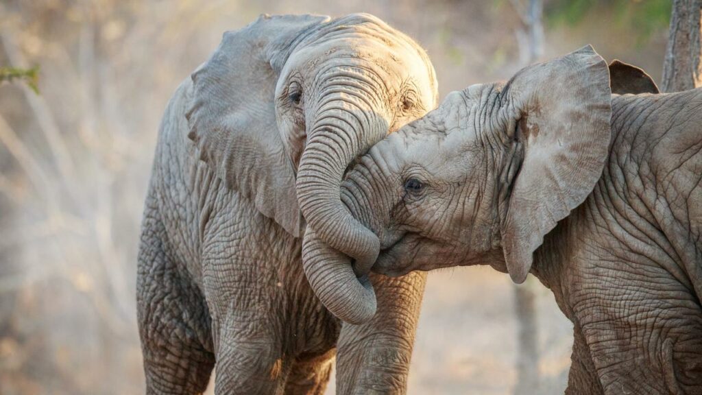 Presunto cazador furtivo asesinado por manada de elefantes en Sudáfrica