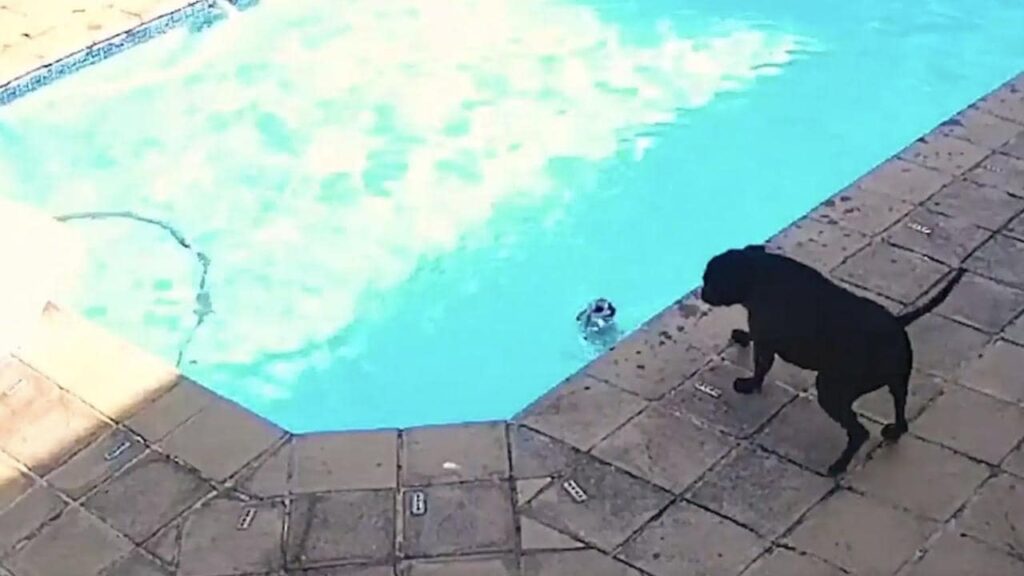 Perro rescata a otro perro de ahogarse en una piscina en Sudáfrica