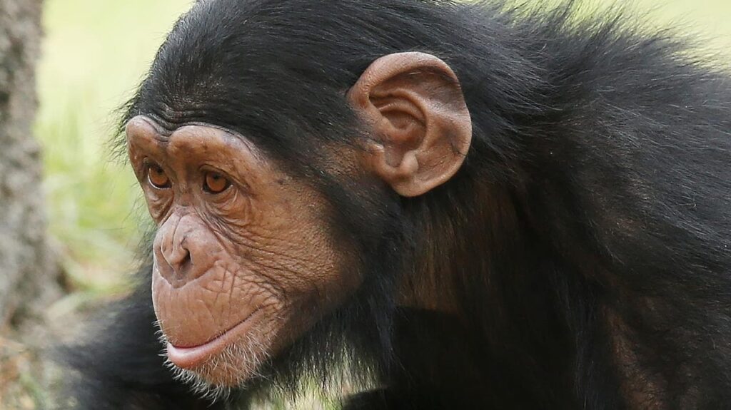 Zoológico de Sydney: Chimpancé Mogli encontrado muerto