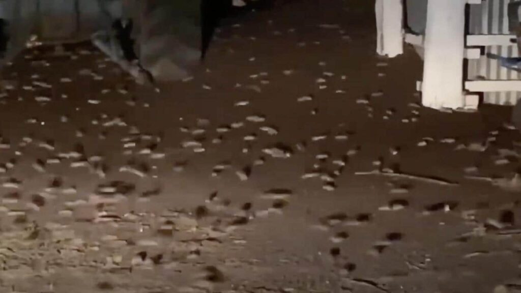 Plaga de ratones en el oeste de Nueva Gales del Sur alcanza un punto álgido