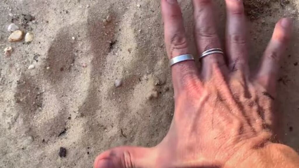 Estrellas de Instagram secretas 'convencidas' de que han encontrado evidencia de grandes felinos en las Montañas Azules