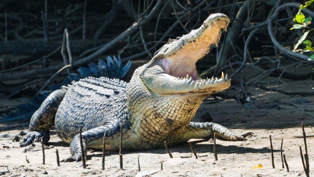 Ataque de cocodrilo en el Parque Nacional Kakadu, hombre de Wollongong herido