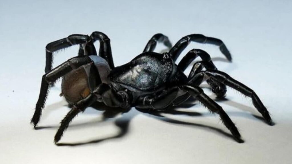 Nueva araña venenosa que puede vivir 20 años descubierta en un zoológico de EE. UU.