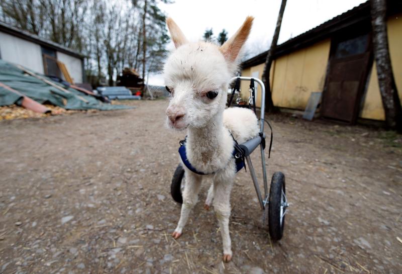 Huérfana y discapacitada, la bebé alpaca vuelve a caminar con su propio juego de ruedas