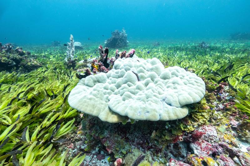 Las praderas marinas que se encogen almacenan más carbono que los bosques.  Los científicos corren para rastrear lo que queda