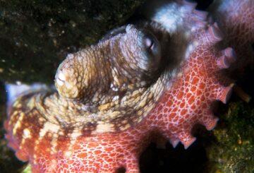 Lo que Octopus Dreams nos dice sobre la evolución del sueño