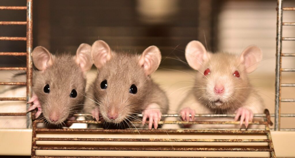 Los investigadores identifican expresiones faciales en ratones