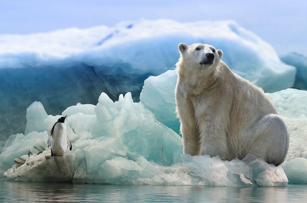 Los osos polares podrían extinguirse en 2100 |  Diario del friki