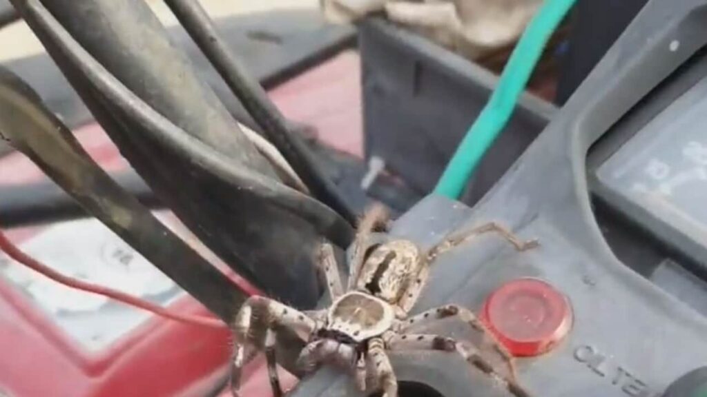 Araña masiva salta de un quad en Coolbie, North Qld