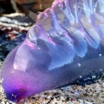 Las medusas monstruosas llegan a las playas del Reino Unido