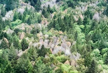 Oregon está quemando árboles para salvarlos